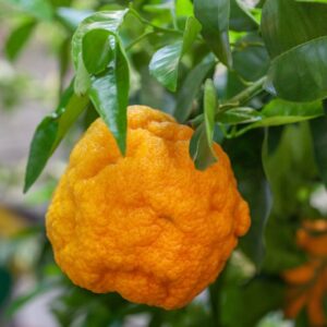 ARANCIA AMARA (CITRUS × AURANTIUM), ANCHE DETTO MELANGOLO - RUTACEAE - 1275