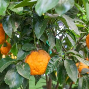 ARANCIA AMARA (CITRUS × AURANTIUM), ANCHE DETTO MELANGOLO - RUTACEAE - 1276