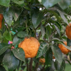 ARANCIA AMARA - RUTACEAE - 1277