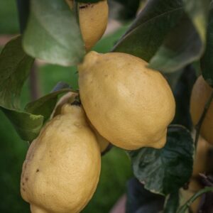 LIMONE VARIEGATO CITRUS LIMON FOLIIS VARIEGATIS - RUTACEAE - 1278