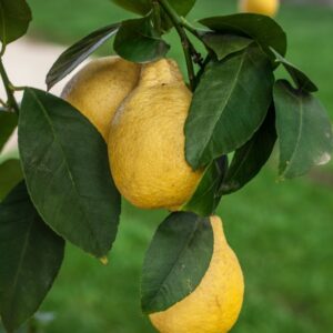 LIMONE A PERETTA - CITRUS LIMON PERETTA - RUTACEAE - 1279