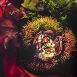 RISOTTO CON RICOTTA E CASTAGNE - GR2699 - 4321