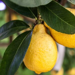 LIMONE A PERETTA - CITRUS LIMON PERETTA - RUTACEAE - 1280