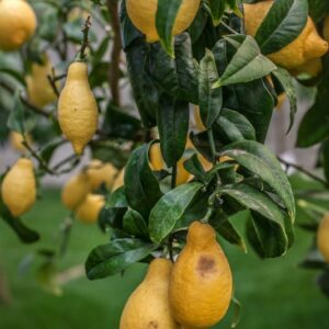 LIMONE SALICIFOLIA CITRUS LIMON - RUTACEAE - 1281