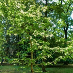 PLATANUS ORIENTALIS, PLATANACEAE - 0786