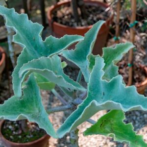 KALANCHOE BEHARENSIS, DRAKE, CRASSULACEAE - 0001