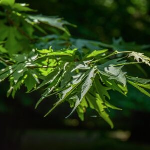 PLATANUS ORIENTALIS, PLATANACEAE - 0787