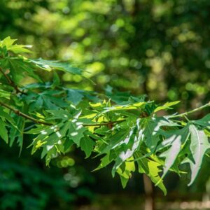 PLATANUS ORIENTALIS, PLATANACEAE - 0789
