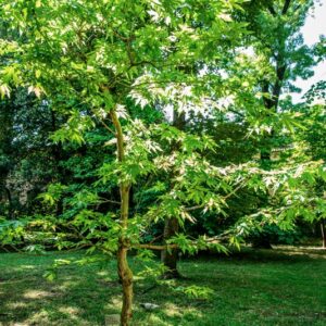 PLATANUS ORIENTALIS, PLATANACEAE - 0788