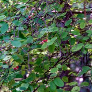 AMELANCHIER CANADENSIS - MEDIC AM HOR - ROSACEAE - 0792