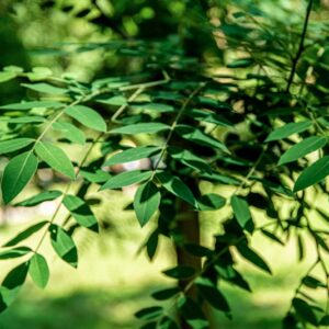SOPHORA JAPONICA L - LEGUMINOSAE - 0795