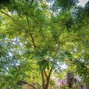 SOPHORA JAPONICA L - LEGUMINOSAE - 0794
