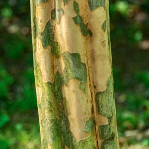 PSEUDOCYDONIA SINENSIS SCHNEID - ROSACEAE - CHINA - 0798