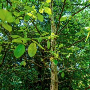 PSEUDOCYDONIA SINENSIS SCHNEID - ROSACEAE - CHINA - 0797