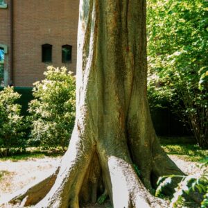 OLMO DEL CAUCASO, CARPINIFOLIA, KOCH, ULAMACEAE, CAUCASO - 0801