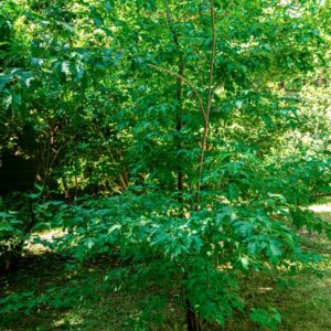 ACER TOTARICUM, SUBSP, GINNALA WESM, SAPINADACEAE, ASIA ORIENTALE - 0805