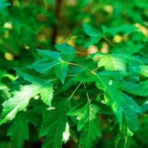 ACER TOTARICUM, SUBSP, GINNALA WESM, SAPINADACEAE, ASIA ORIENTALE - 0804