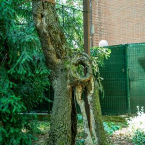 LECCIO, QUERCUS ILEX L, FAGACEAE - 0807