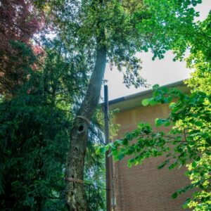 LECCIO, QUERCUS ILEX L, FAGACEAE - 0808