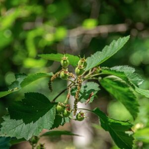 CRATAEGUS COCCINEA, L, ROSACEAE - 0814