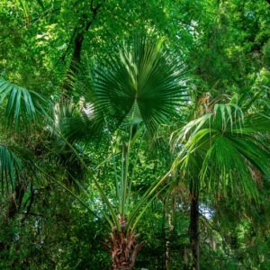LIVISTONO CHINENSIS, MARTIUS, ARECACEAE - 0816