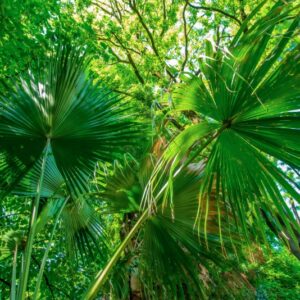 LIVISTONO CHINENSIS, MARTIUS, ARECACEAE - 0817