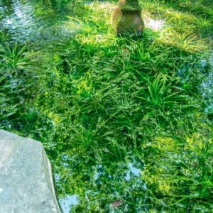 STRATIOLES ALOIDES, L, HYDROCHARITACEAE, EUROPA CENTR, ASIA SETTENTRIONALE - 0820