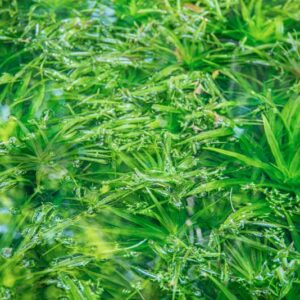 STRATIOLES ALOIDES, L, HYDROCHARITACEAE, EUROPA CENTR, ASIA SETTENTRIONALE - 0821