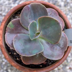 ECHEVERIA GIBBIFLORA, CV, METALLICA, CRASSULACEAE - 0827
