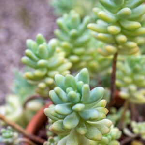 RHODIOLA ASIATICA,D DON , CRASSULACEAE - 0829