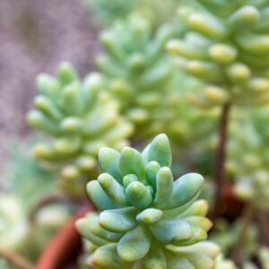 RHODIOLA ASIATICA,D DON , CRASSULACEAE - 0830