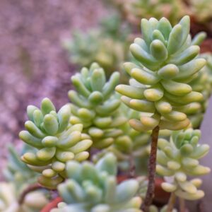 RHODIOLA ASIATICA,D DON , CRASSULACEAE - 0831