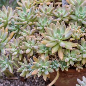 X PACHJVERIA GLAUCA, HAAGE &AMP; SCHMIDT, CRASSULACEAE