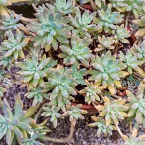 X PACHJVERIA GLAUCA, HAAGE &AMP; SCHMIDT, CRASSULACEAE