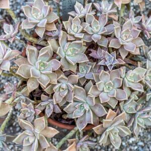 GRAPTOPELATUM PARAGUAJENESE, E WALTTHER, CRASSULACEAE - 0839