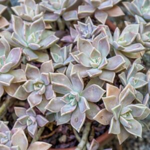 GRAPTOPELATUM PARAGUAJENESE, E WALTTHER, CRASSULACEAE - 0838