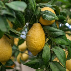 LIMONE SALICIFOLIA CITRUS LIMON - RUTACEAE - 1282