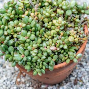 CROSSULA, SP, CRASSULACEAE - 0844