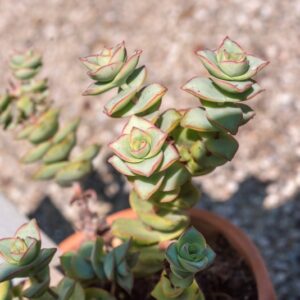 CRASSULA PERFORATA, THUNB, CRASSULACEAE - 0849