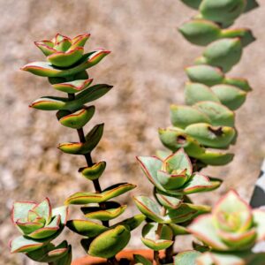 CRASSULA PERFORATA, THUNB, CRASSULACEAE - 0850