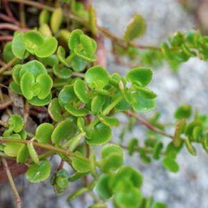 CRASSULA CORDATA, AIT, CRASSULACEAE - 0847