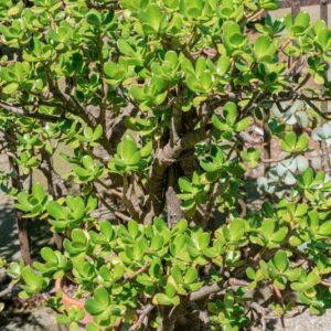 CRASSULA OBLIQUA, SOLAND, CRASSULACEAE - 1561