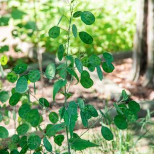 LUNARIA ANNUA, L, BRASSICACEAE - 0854