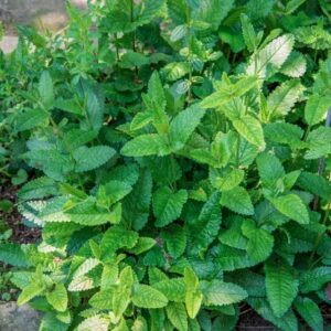 STACHYS OFFICINALIS, TREVISAN, LAMIACEAE - 0856