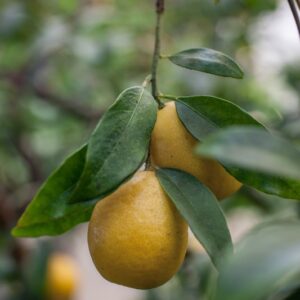 CITRUS AURANTIFOLIA X FORTUNELLA MARGARITA LIMEQUAT - RUTACEAE - 1283