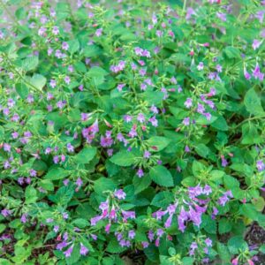 CLINOPODIUM GRANDIFLORUM S, LAMIACEAE - 0859