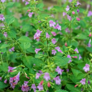 CLINOPODIUM GRANDIFLORUM S, LAMIACEAE - 0860