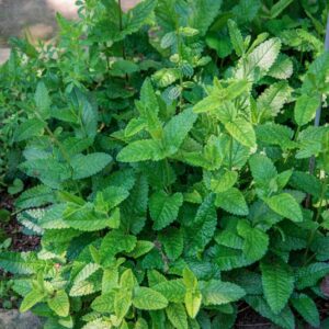 STACHYS OFFICINALIS, TREVISAN, LAMIACEAE - 0856