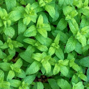 MENTHA LONGIFOLIA, HUDS, LAMIACEAE - 0863