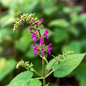 STACHYS SYLVATICA, L, LAMIACEAE - 0868